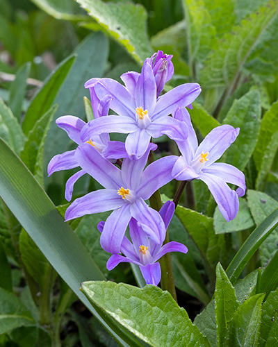 Chionodoxa Violet Beauty 5/+, 100 kusov